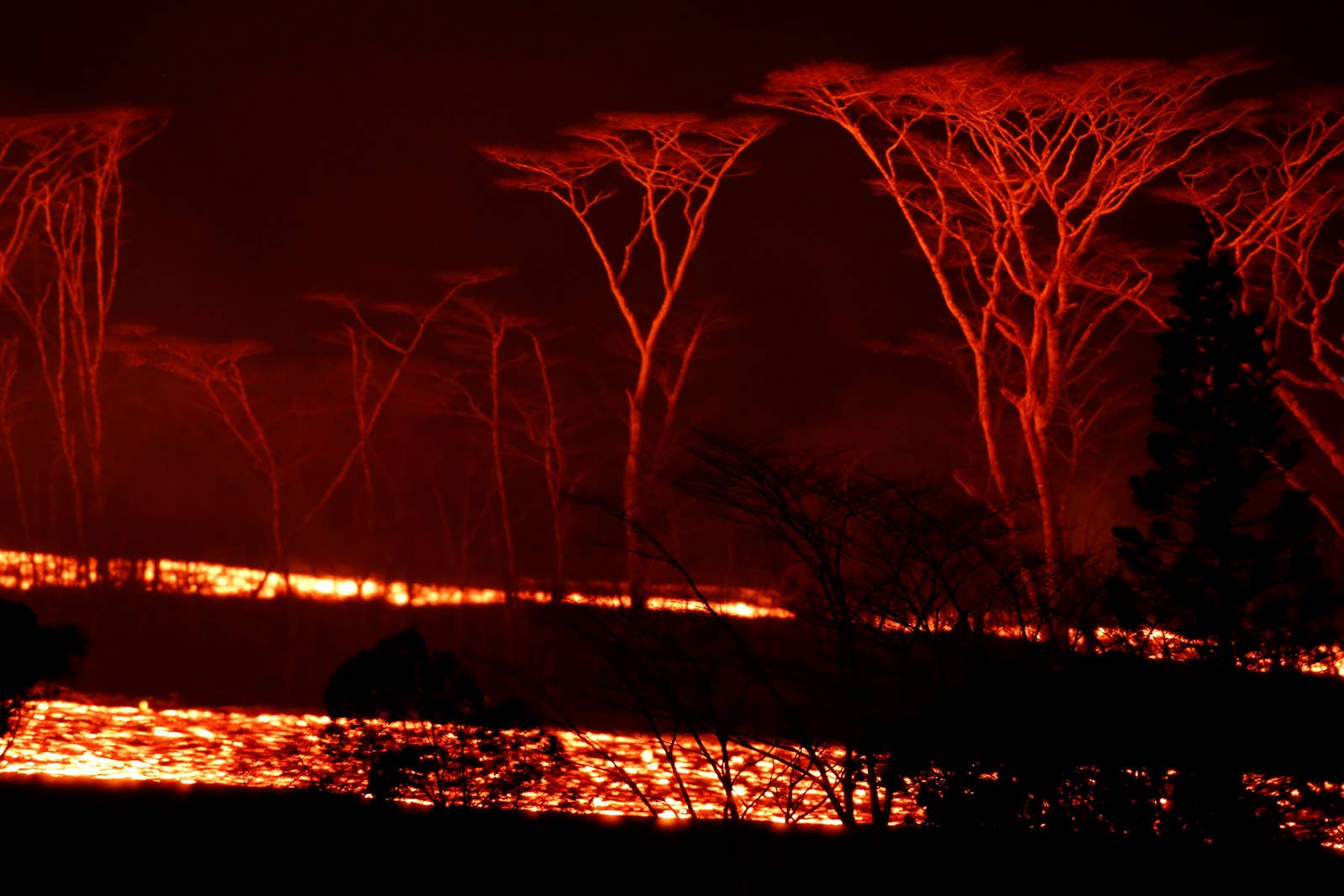 A river of lava is flows behind trees during the night.