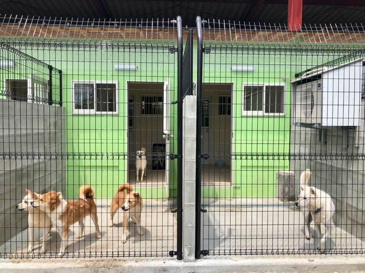 犬の殺処分ゼロ目指す日本最大npoに捜査が入った理由 めざせ 社会復帰 楽天ブログ