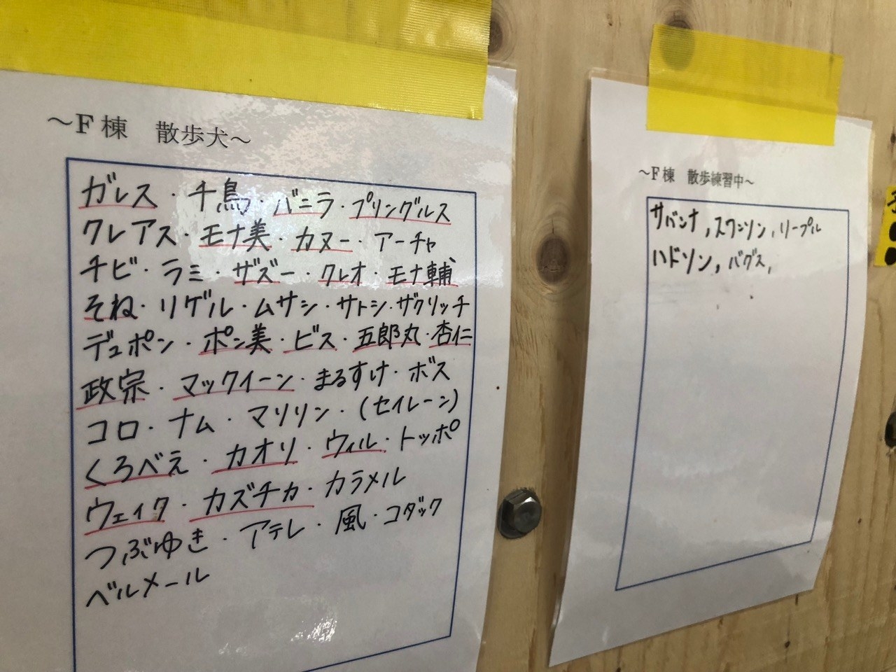 犬の殺処分ゼロ目指す日本最大npoに捜査が入った理由 Pwj全頭引き受けの現場