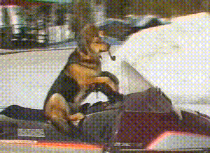 Grandpa Dog will not invite you to ride on the back of his snow-machine if you call it anything else.
