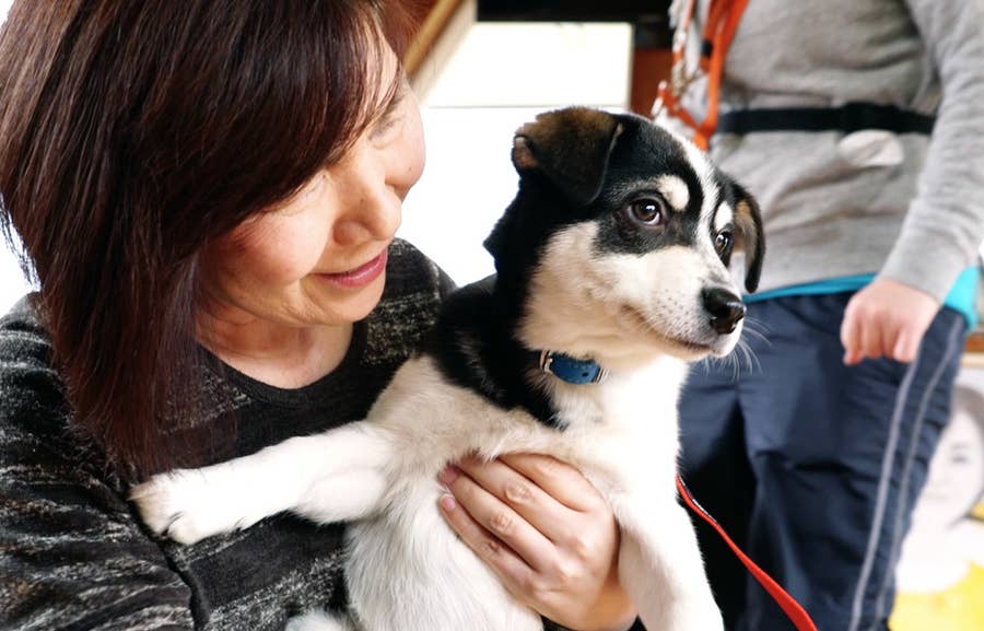 犬の殺処分ゼロ目指す日本最大npoに捜査が入った理由 Pwj全頭引き受けの現場