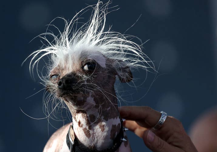 Rascal is also a Chinese Crested.