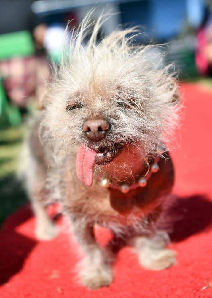 She&#x27;s also a Chinese Crested mix.
