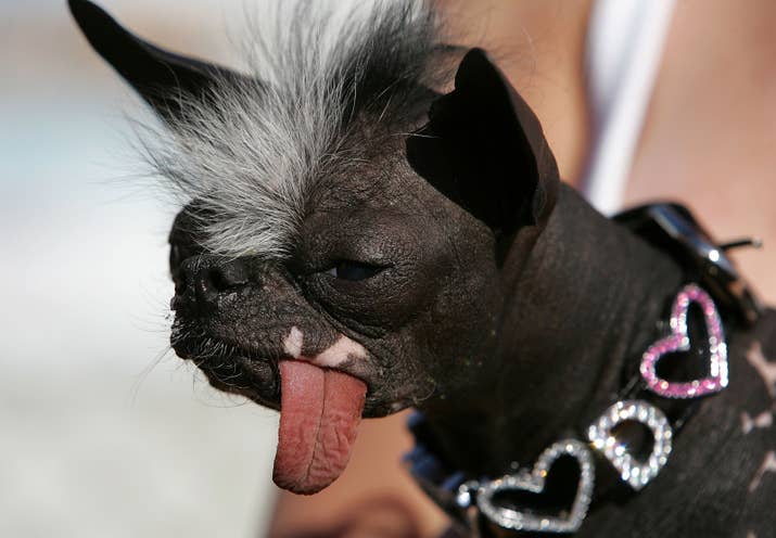 This scruffy Chinese crested and Chihuahua mix inspired the children&#x27;s book, Everyone Loves Elwood.