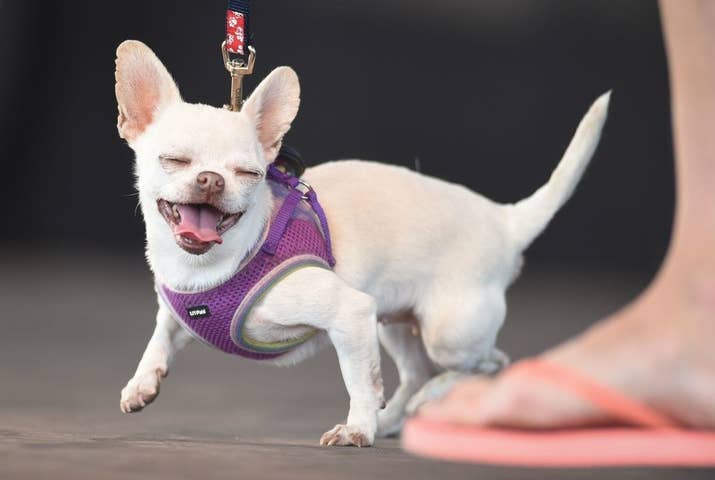 This Chihuahua is a MOOD let me tell you.
