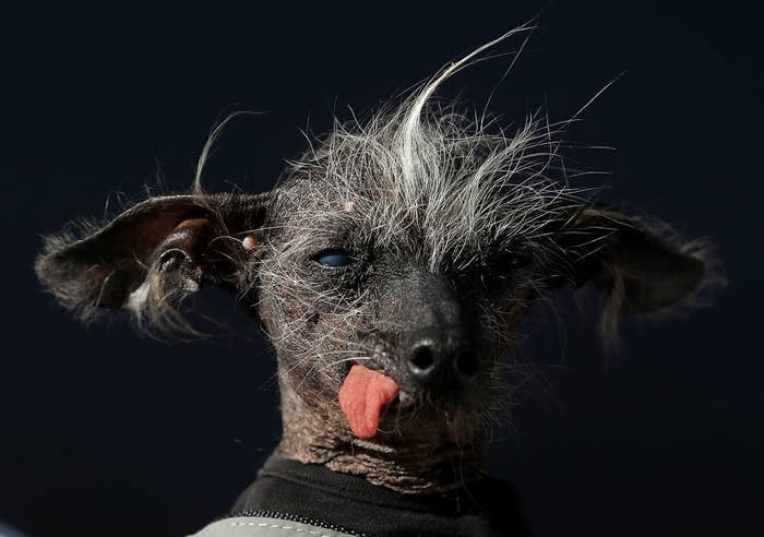 Simplemente 19 fotos perros feos que da igual que sean feos son adorables