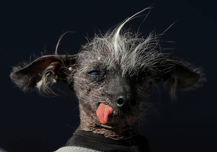 Chase , a Chinese Crested-Harke mix, came from the UK to compete.