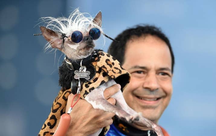 A Chinese Crested w/the perfect John Lennon sunglasses. Sorry, but your perfectly coiffed goldendoodies could NEVER.