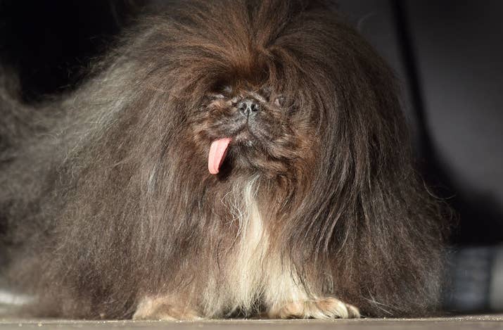 This one&#x27;s a 2-year-old Pekingese.