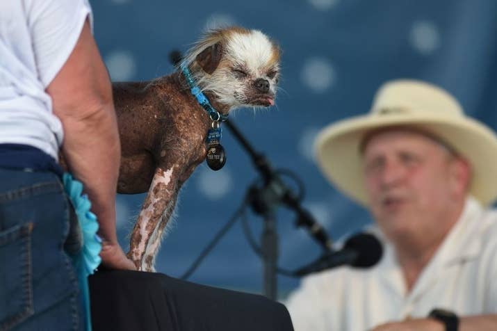 Another scruffy lil Chinese Crested.