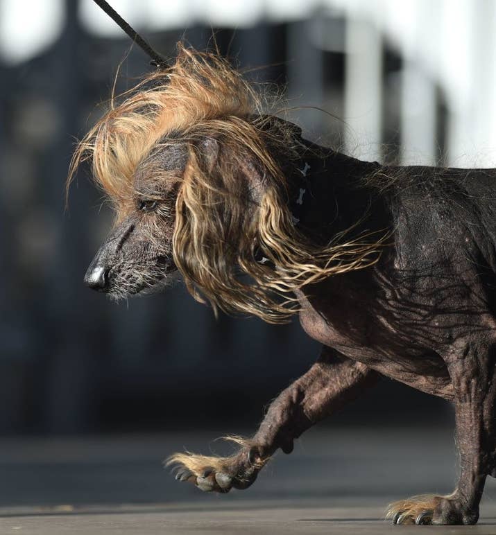 This one&#x27;s a Chinese Crested wiener dog mix.
