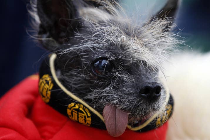 Also a Chinese Crested.