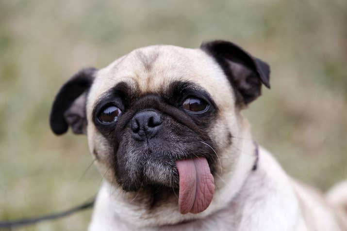At the time of the contest, Daisy was a 9-year-old Pug.