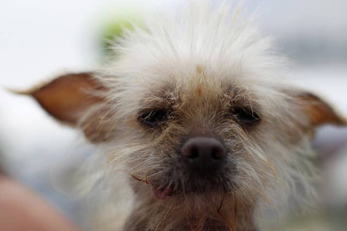 She was a 3-year-old Chinese Crested at the time of the competition.