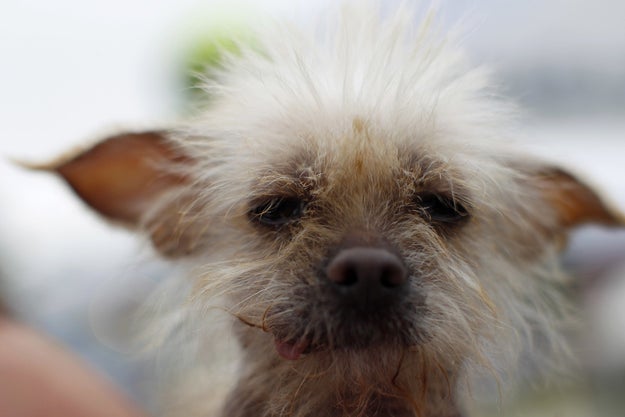 types of small ugly dogs