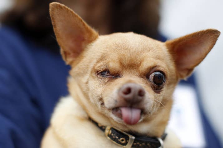 This 6-year-old Chihuahua competed with Josie and Daisy.