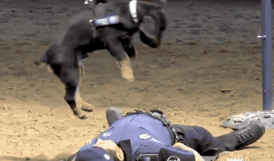 The video was taken as part of a demonstration to students who were visiting the unit. A spokesperson for the force said: "The impact that the video is having on social networks is amazing, both on Twitter and on Facebook: it exceeded all our expectations."