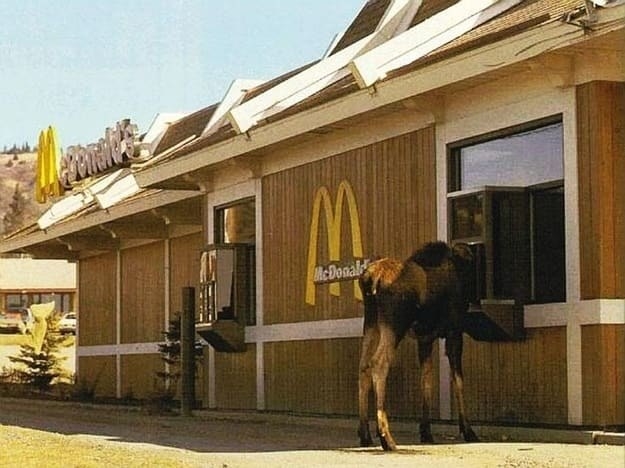 Lol. This moose thinks it's people.