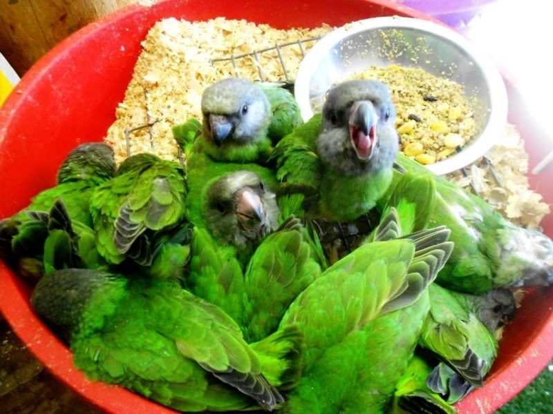 A bowl containing birds whose feathers look like lettuce