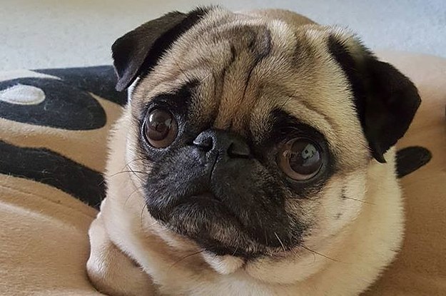 I Have Found The World's Cutest Pug, And Not To Be Dramatic, But I Would Die For Him