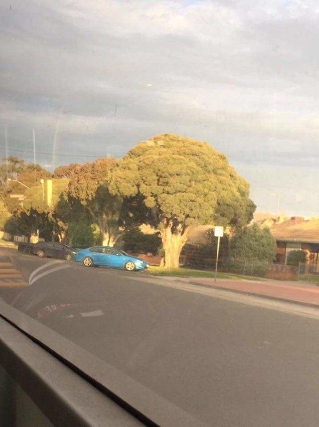 A tree whose leaves look like a head of broccoli