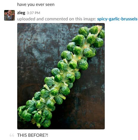 芽キャベツの収穫前の姿 ちょっと背筋ゾワッとしない