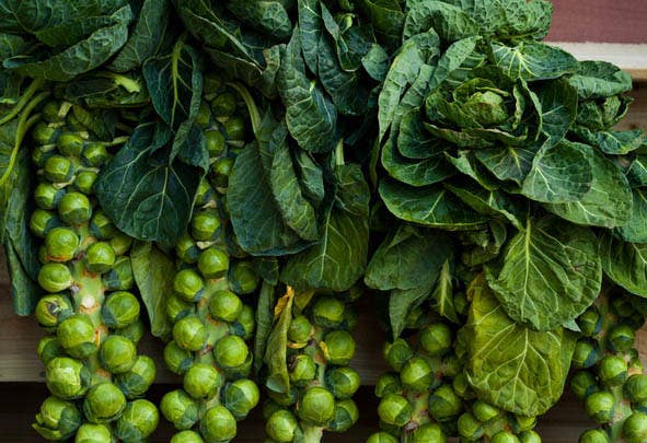 芽キャベツの収穫前の姿 ちょっと背筋ゾワッとしない