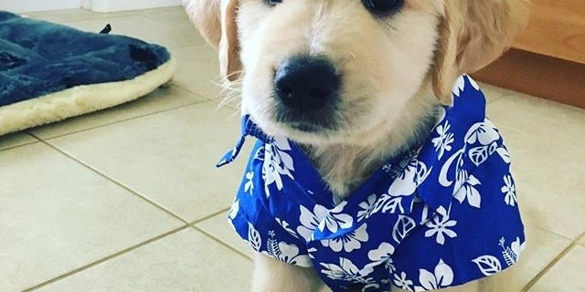 16 Golden Retrievers That Are So Cute They Ll Make You Scream