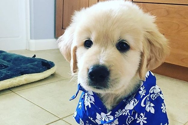 Just 16 Pictures Of Golden Retrievers To Brighten Your Day