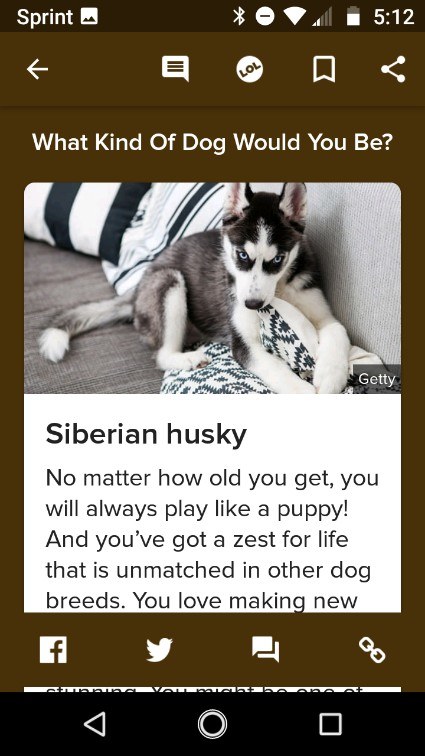 What kind fashion of dog buzzfeed