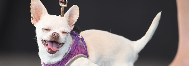 15 Photos Of The Most Adorable Ugly Dogs