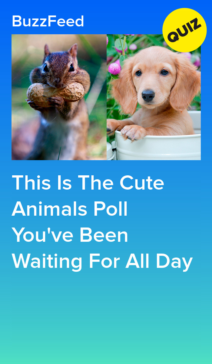 This Is The Cute Animals Poll You've Been Waiting For All Day
