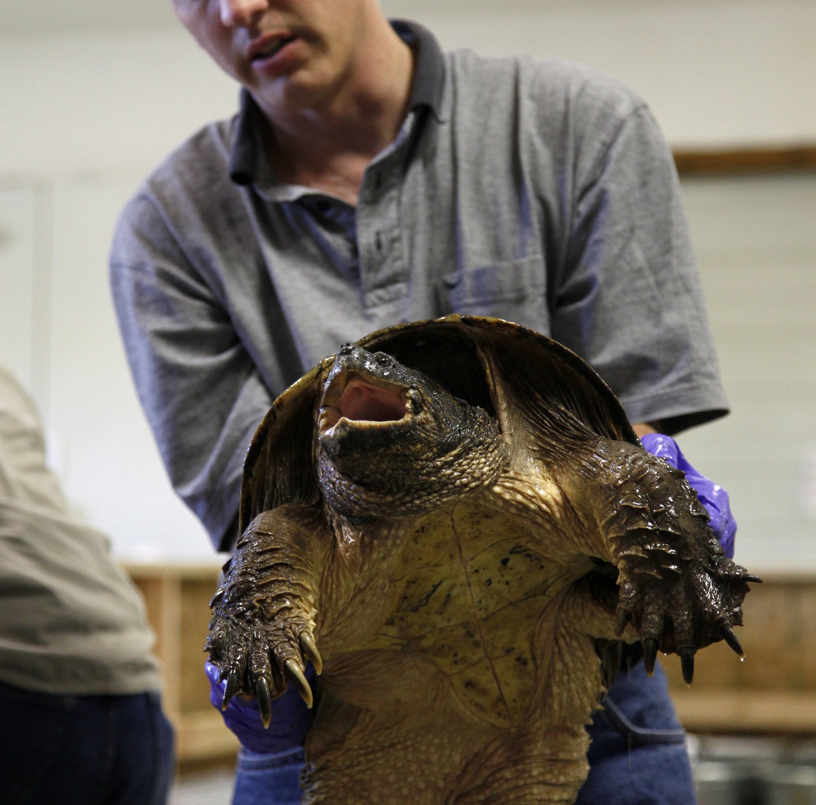 A Teacher Who Fed A Puppy To A Turtle In Front Of Students Was Charged ...