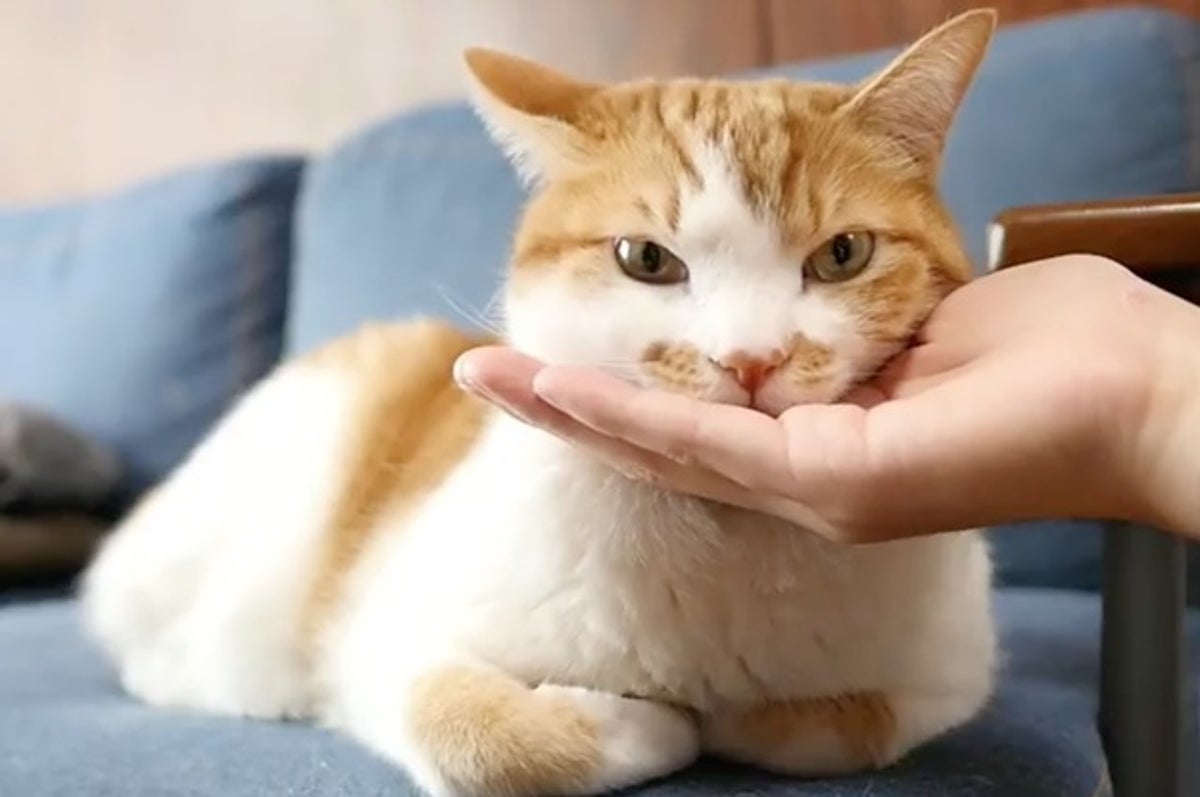 イヌやネコがあごを乗せてくる動画が可愛すぎると話題に