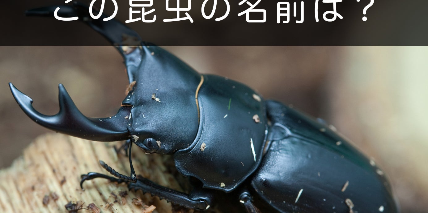 博士にしか解けない 昆虫当てクイズ