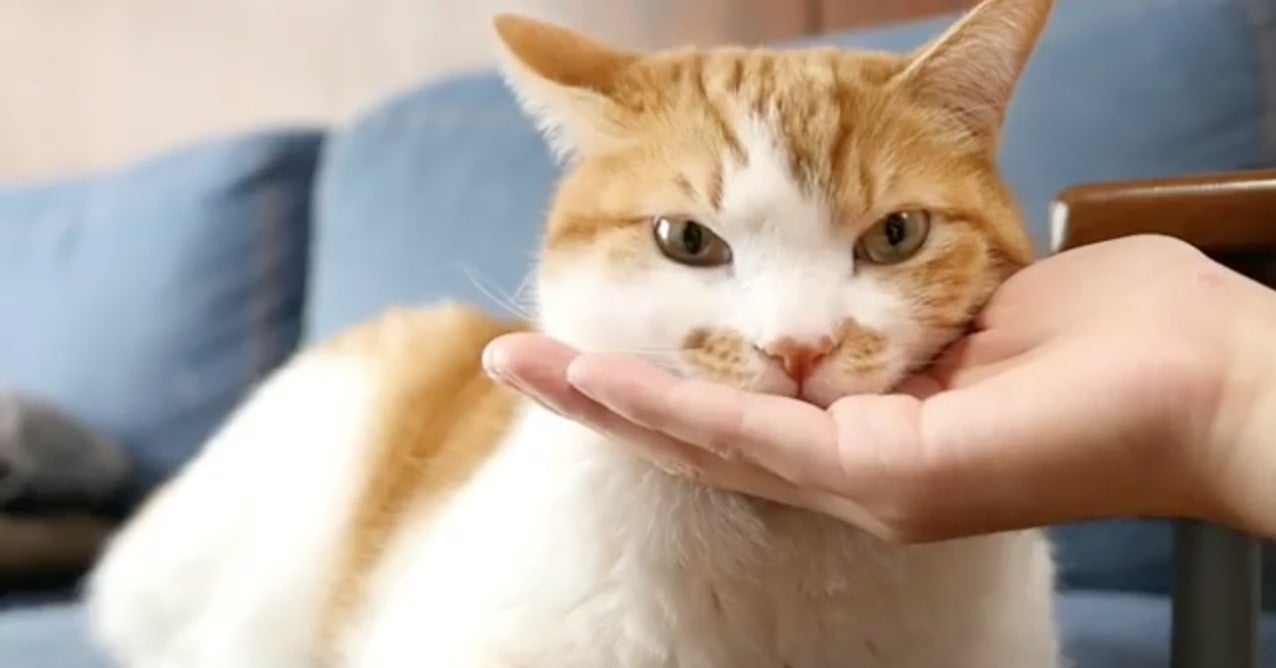イヌやネコがあごを乗せてくる動画が可愛すぎると話題に