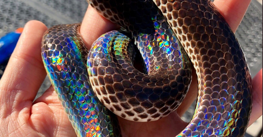 This Gorgeous Rainbow Snake Is A Pride Month Blessing