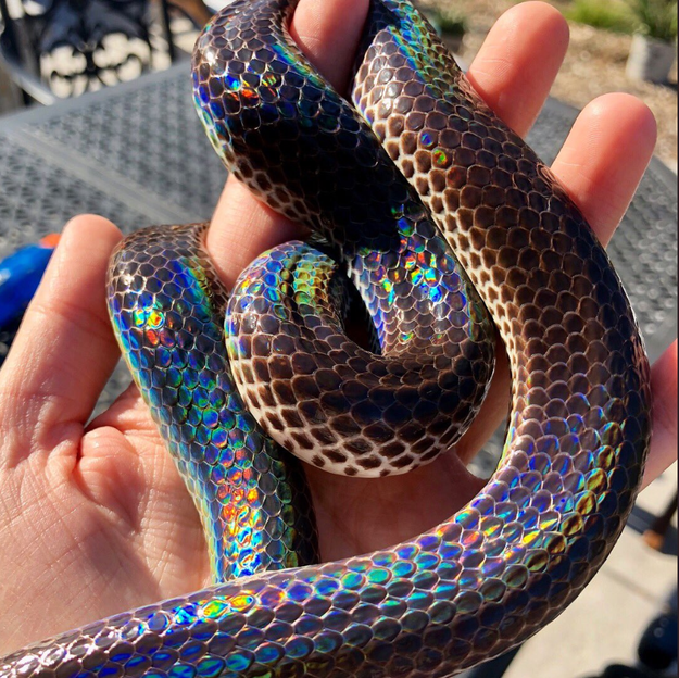 This Gorgeous Rainbow Snake Is A Pride Month Blessing
