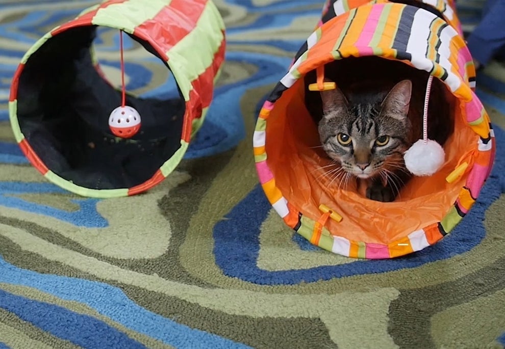 28 Of The Best Pet Toys You Can Get On Amazon