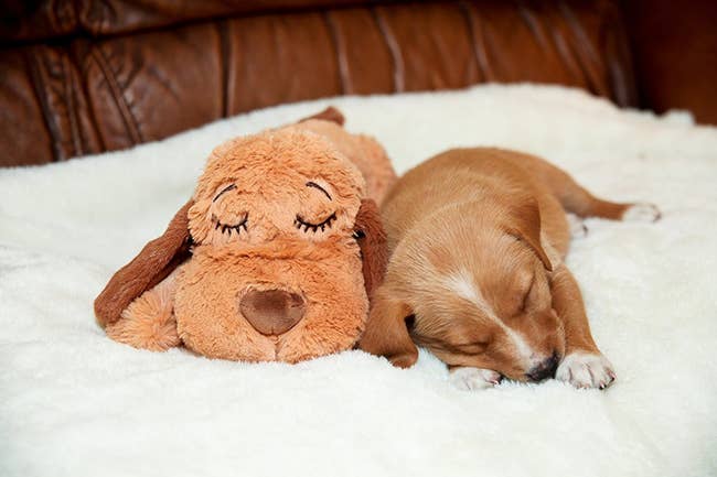 Puppy sleeping beside plush dog toy