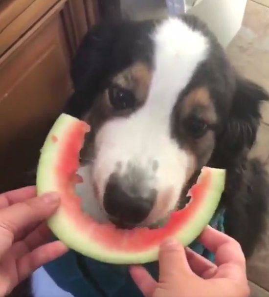 Can huskies outlet eat watermelon