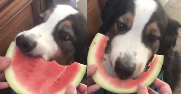 Can huskies eat clearance watermelon