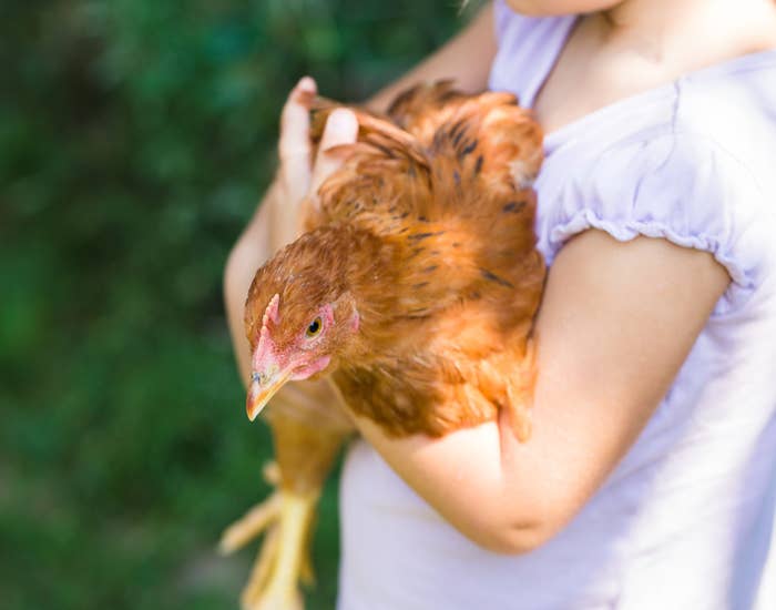 A Salmonella Outbreak Linked To Backyard Chickens Is Making People