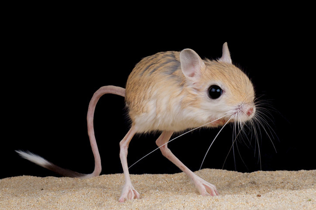 This Weird Alien Mouse Thing Is God's Worst Mistake