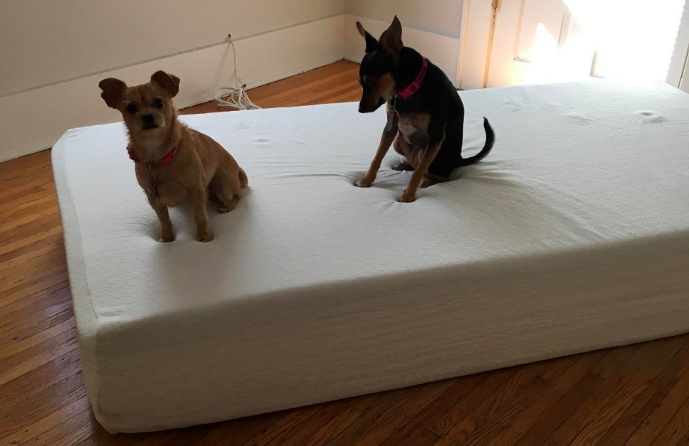 A customer review picture of the Zinus Green Tea Memory Foam Mattress with their two dogs sitting on top of it