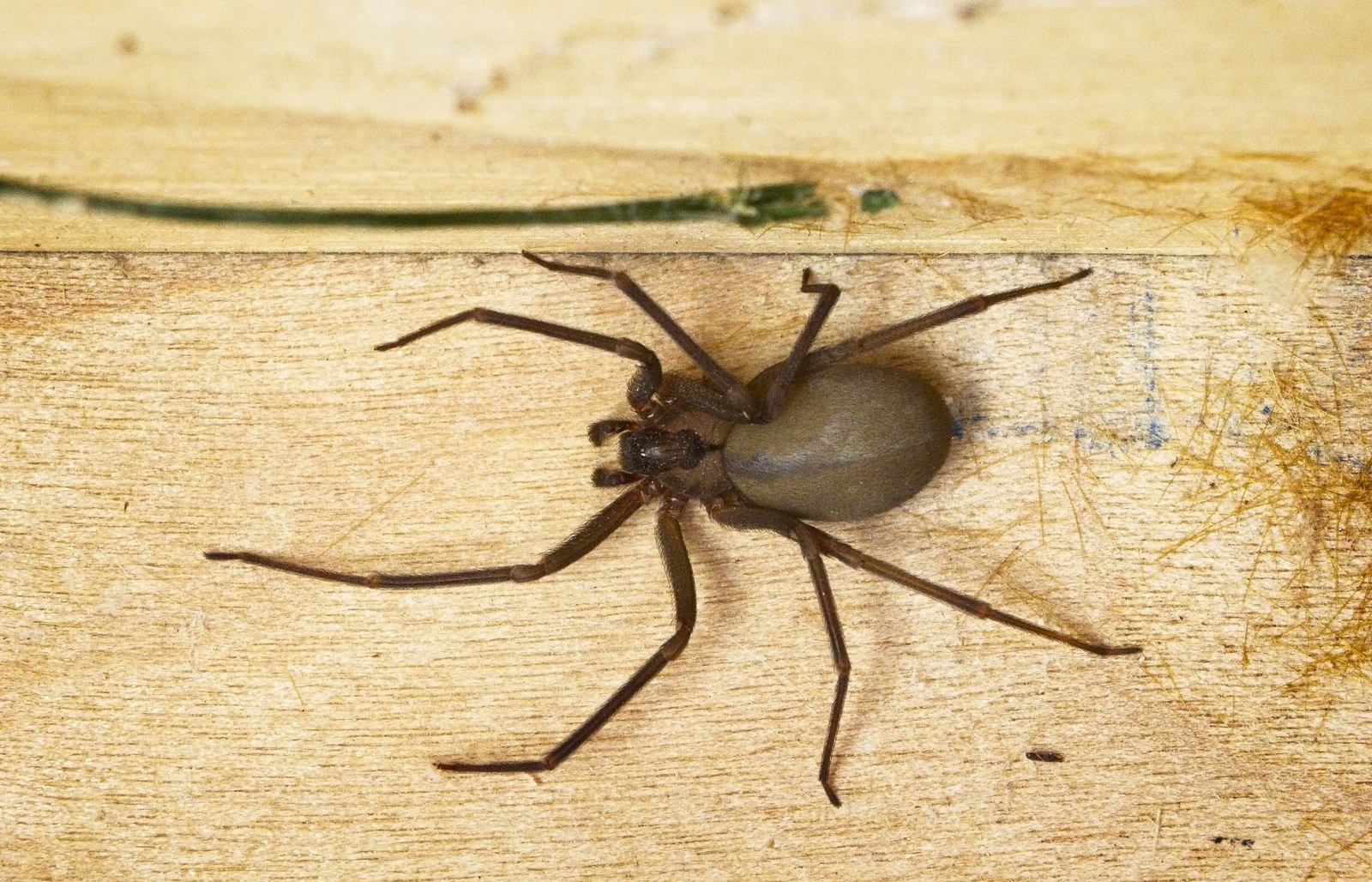 Cureus, Brown Recluse Spider Bite Resulting in Coombs Negative Hemolytic  Anemia in a Young Male Requiring Blood Transfusion