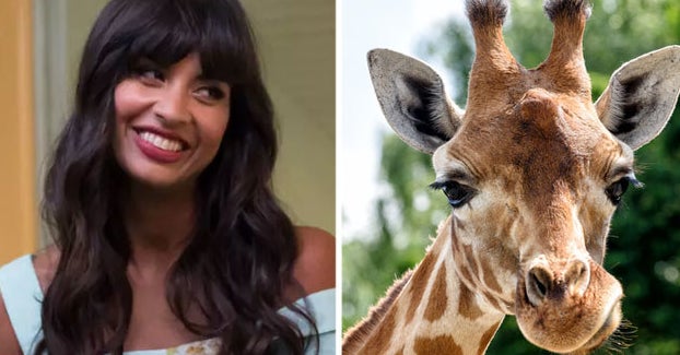 Are You A Wild Soul? Discover Which Animal Perfectly Matches You!