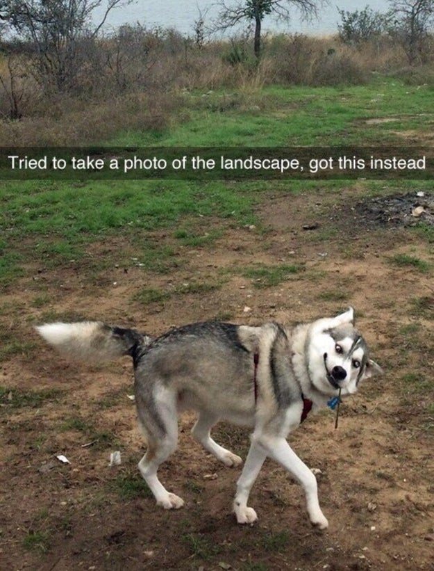 アホな犬ほど可愛いという証拠をご覧ください