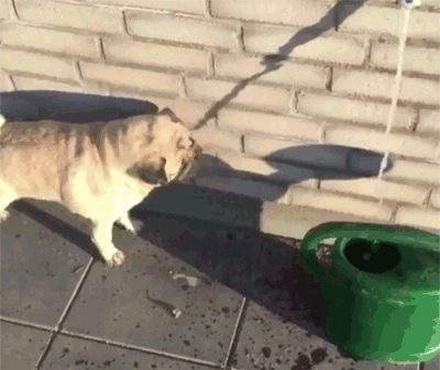 上犬 かわいい Gif 無料イラスト集