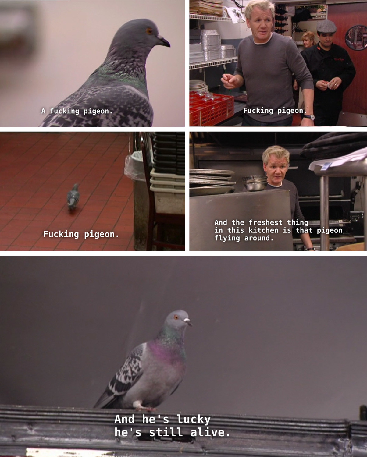 pigeon inside a kitchen and Gordon says it&#x27;s the freshest thing in there